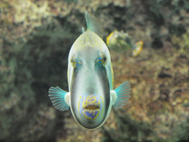 2024/06/09 下関市立しものせき水族館「海響館」：色々なフグたち