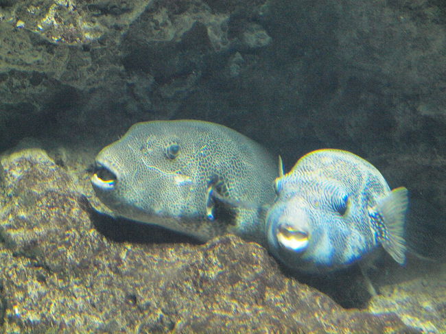 世界一のフグ展示数 ～しものせき水族館・海響館～ フグonly編