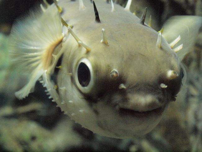 【保証書付】 世界一のフグ展示数 フグonly編 ~しものせき水族館・海響館~ 生き物