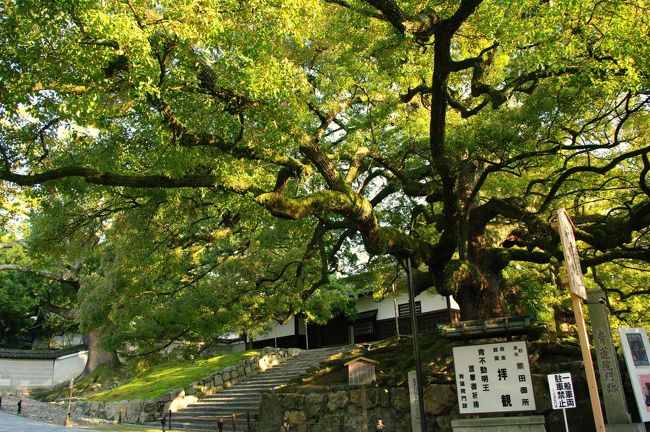 青蓮院門跡<br />http://www.shorenin.com/