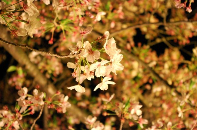 清水寺　ライトアップ