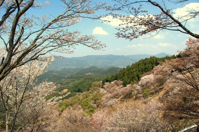 吉野山・・以前に吉野山へ行きましたが、桜は2部咲きとまったく見ることができなかったので、再度チャレンジ。今回は中千本が満開と見所満点でした。<br /><br />吉野山<br />http://www.yoshino.ne.jp/yoshinoyama/<br />