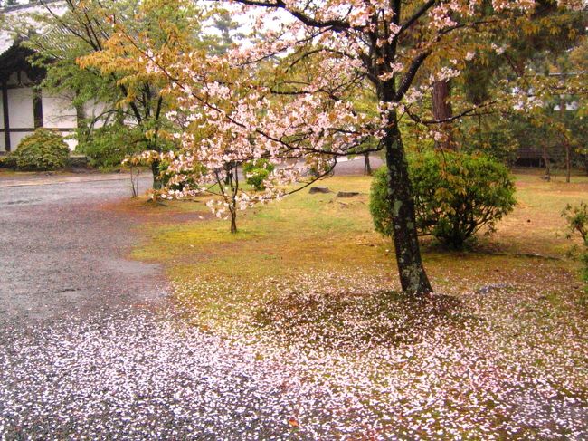 花散らしの雨<br /><br /><br />これで、仁和寺の桜も散ったかな？<br /><br />