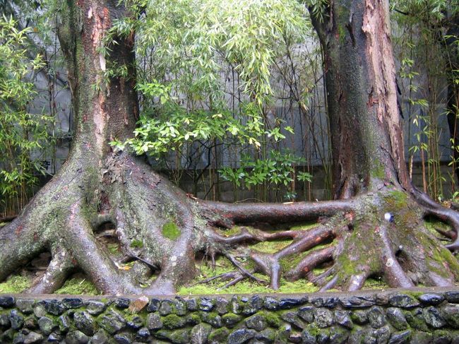 人の和合？<br /><br />根っこが繋がってます（＠＠）<br /><br />