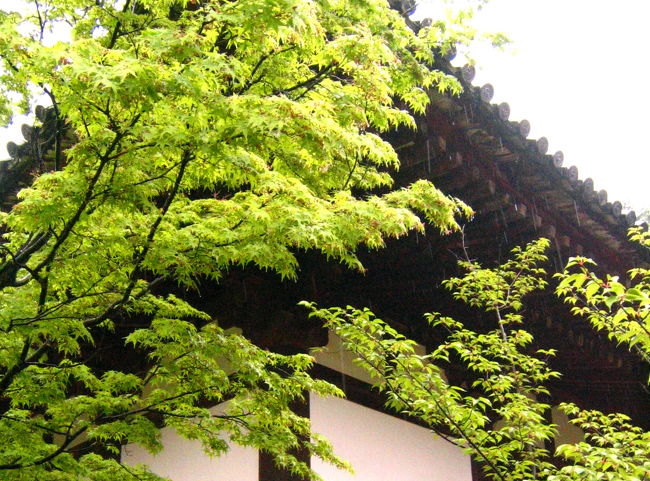 赤堂の新緑<br /><br /><br />１時間も居ませんでしたが<br /><br />皆、清々しい気持ちになって<br /><br />広隆寺を後にしました。