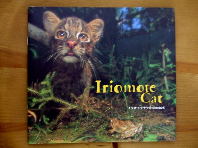 イリオモテヤマネコとは | 西表野生生物保護センター