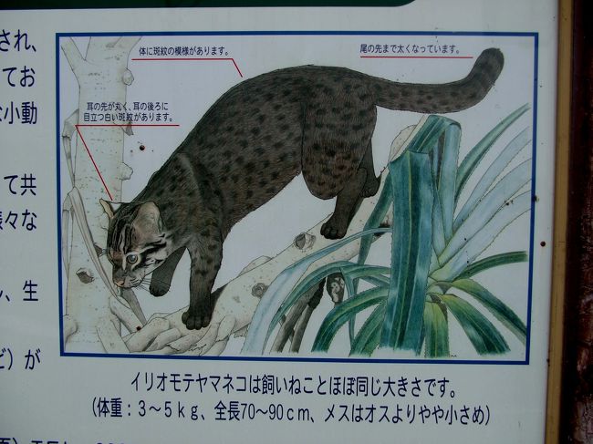 イリオモテヤマネコとは | 西表野生生物保護センター
