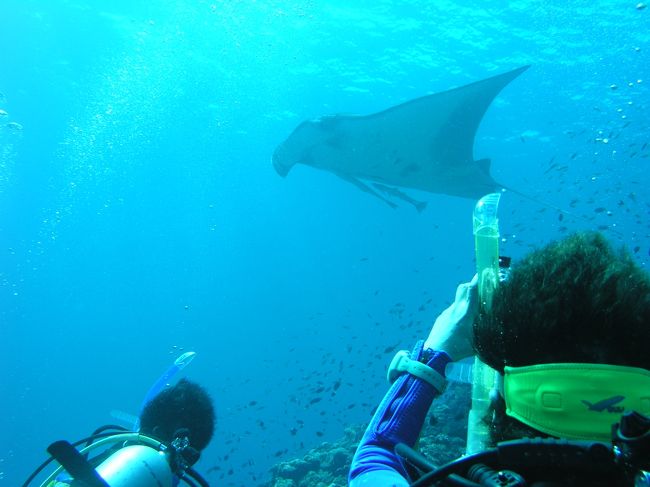 マンタの写真取りまくってます♪♪<br />