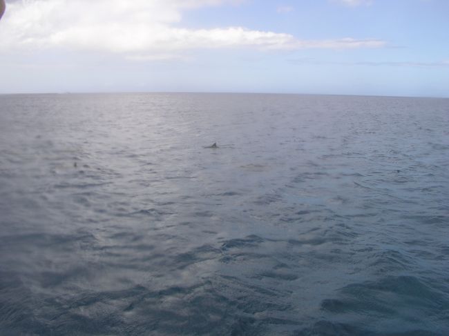 サメ？！！！<br /><br /><br /><br /><br /><br />イルカさんでした（´▽｀）ホッ＝3<br />