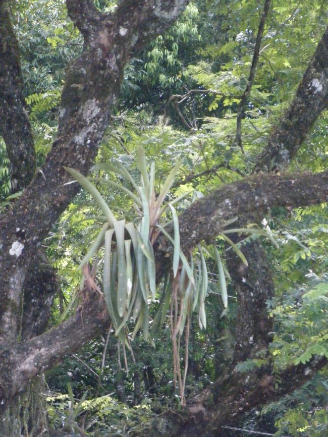 トロピカルな植物は見ていたも楽しいです。