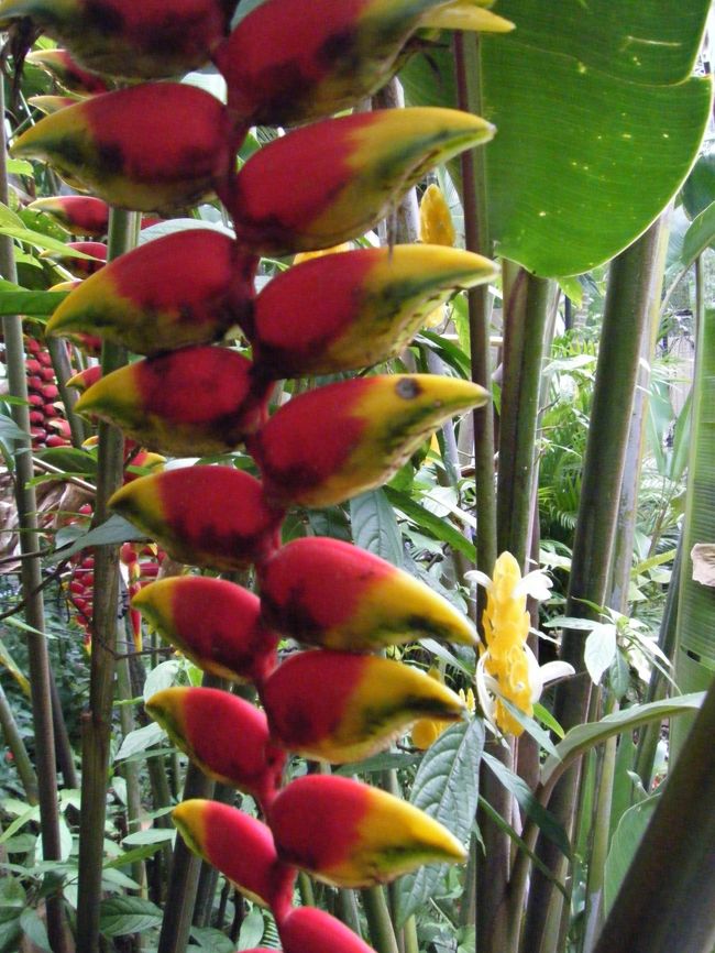 名前は分かりませんが、変わった植物です。