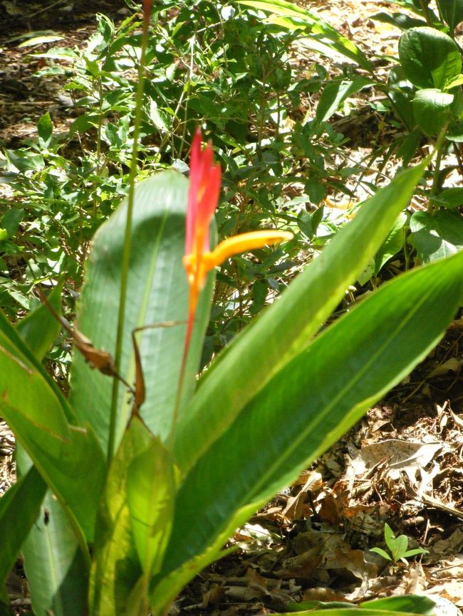 鳥のような植物です。