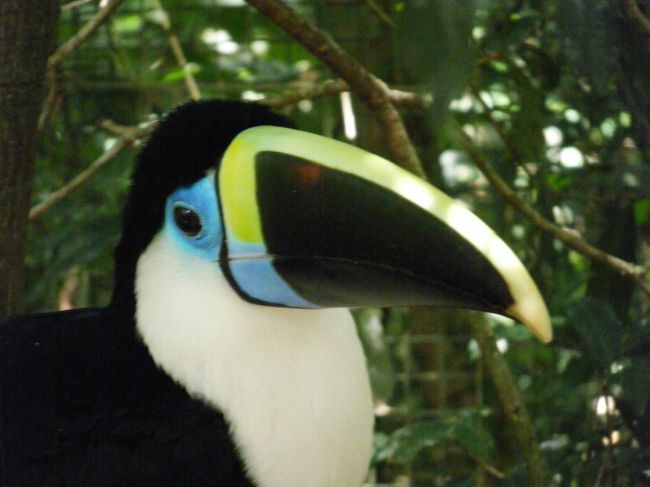 １匹ずつくちばしの色が違います。<br />ほとんどのくちばしは、黄色いのですが、青いのもいました。