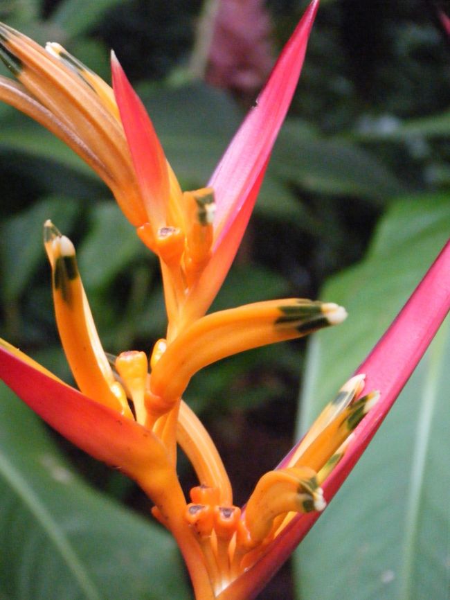 この花もきれいでした。