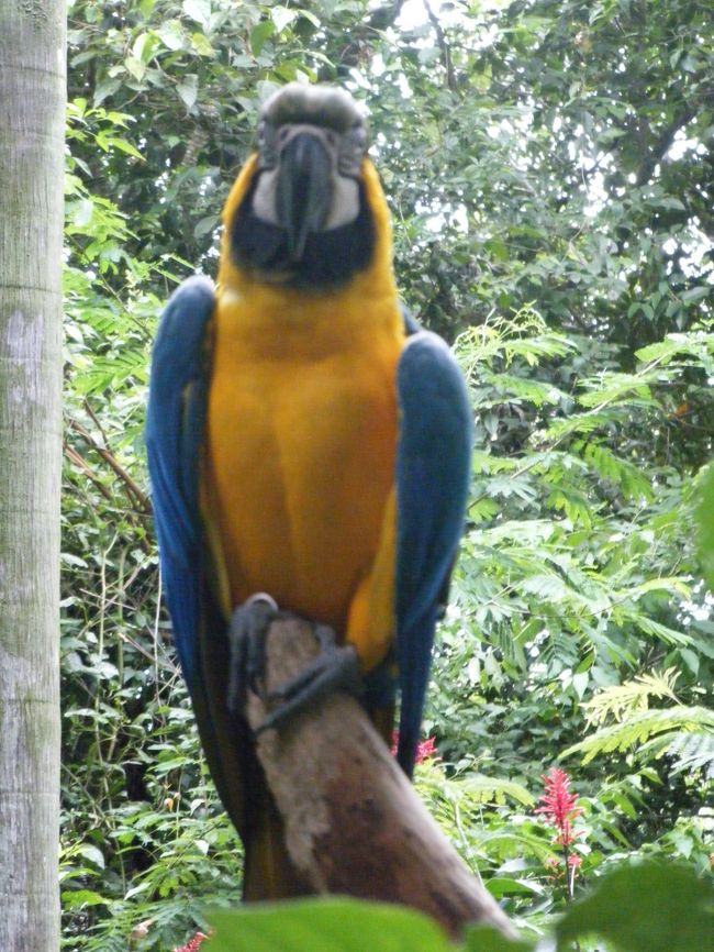 こちらは青いインコです。<br />かなり大きいです。