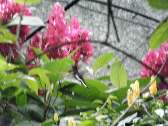唯一撮れた蜂鳥です。<br />ピンぼけですが、カメラにとらえるのも大変でした。