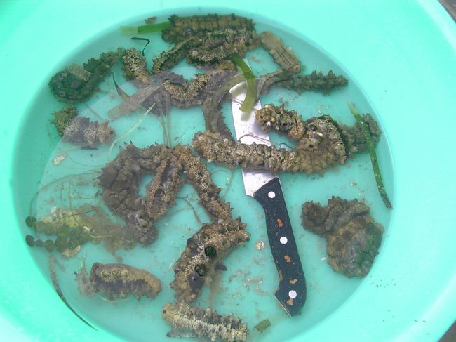 コスラエ人はナマコをたべる。これも日本軍が残した文化だろう。<br /><br />違う種類のナマコだがチュークでも良く食べられている。チュークは主に内臓(クチコ)を食べて外側は海に戻すらしい。<br /><br />その他、サイパン在住のコスラエ人のおじいちゃん宅に昔よく遊びに行ったが、なんとカツオの塩辛を作って食べていた。<br /><br />コスラエ人は日本文化を未だ継承してくれている。<br /><br />但し、現在の若い人はあまり食べない。