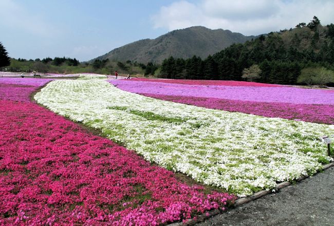 芝桜は既に見頃を迎えているようでした