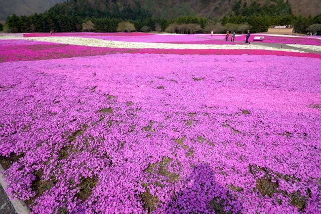 芝桜を見るのは初めてですが、色鮮やか・・