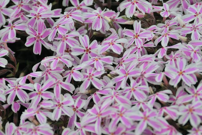 そばで見るととても可愛い！