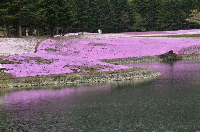 芝桜の色に染まる水面