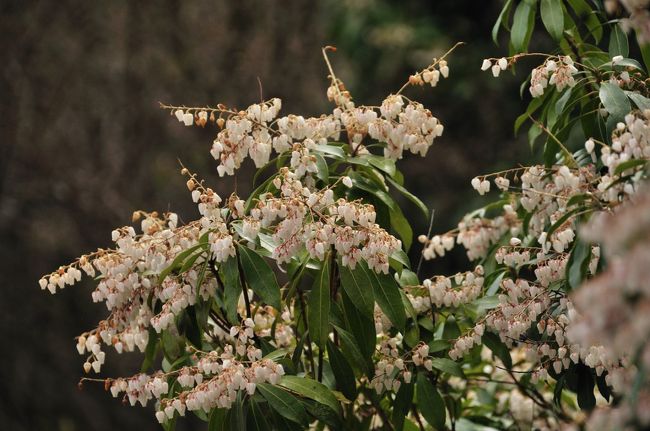 約一時間の散策でした