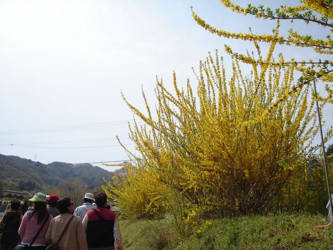 レンギョウかな？<br />黄色が鮮やかでキレイです。