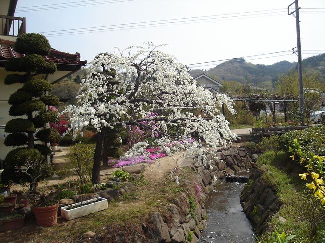 民家のヤエザクラがキレイだったので、思わず撮影。<br />白いのって、あんまり見たことないかも。