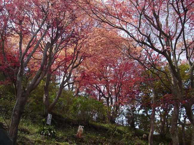 春なのにカエデが･･･。<br />カエデって秋だけ紅葉するもんじゃないんですね。<br /><br />デショウジョウなどは夏は緑に変わり、秋には再び赤くなるそうです。