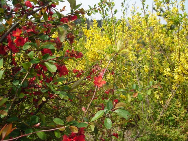赤いのはボケの花、黄色いのはレンギョウです。