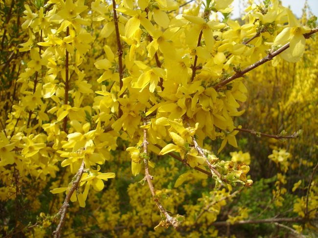 レンギョウはあちこちに咲いていました。