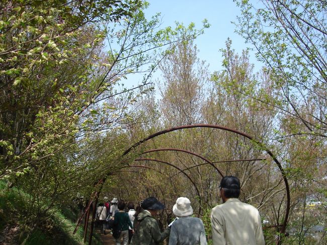 桜のトンネル･･･が見られたところ。<br />ホントに残念(*_*)