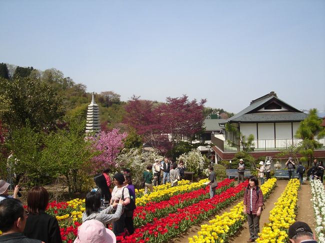 山に登った分、当然下りなくてはならないのですが、これが結構キケン。<br /><br />下へ戻るとチューリップが咲いていました。