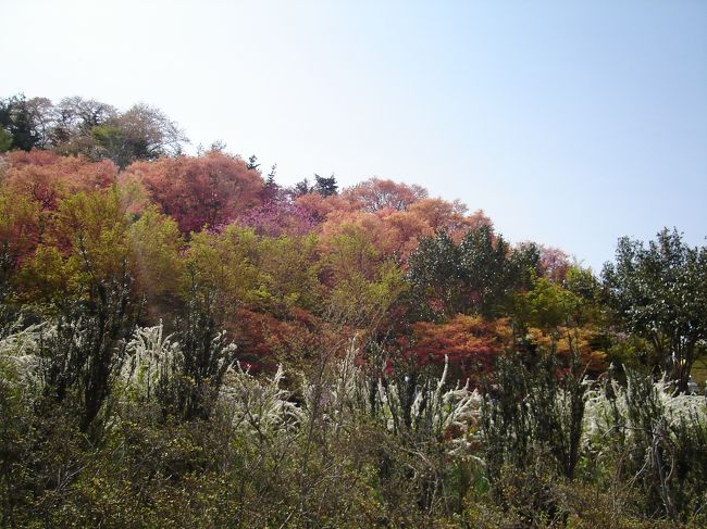 下から見る花見山もキレイです。