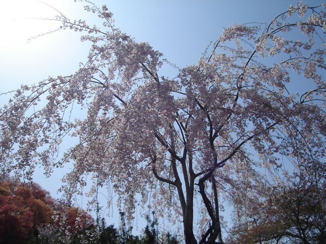 立派な枝垂れ桜は満開です。
