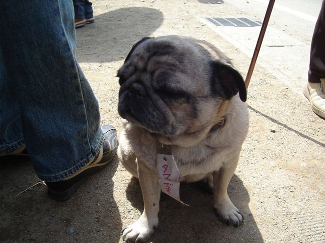 再びバス乗り場へ戻ります。<br />途中のお店にいたワンちゃん。<br />観光客に触られまくっていましたが、ちょっと機嫌悪そうでした。（犬相のせいだけではないと思う･･･）