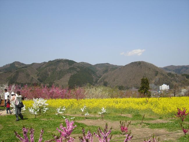 平成１５年から植栽したみたいで、まだ低い木ばかりでした。でも、あと何年かしたら見応えのある景色になるんでしょうね。