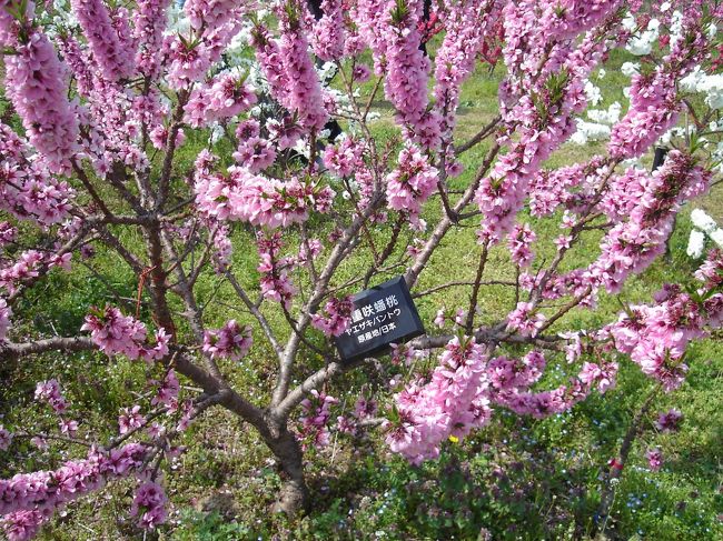 桃は果実を食べる「実モモ」と花を楽しむ「ハナモモ」があるそうで、ハナモモにも実はなりますが、小さいので実は食べられないそうです。（パンフレットより）