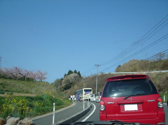 次は高速にのって三春町へ。<br />日本三大桜のうちの一つ、三春滝桜を見に行きます。<br /><br />ちなみにあとの二つは、「根尾谷の淡墨ザクラ（岐阜県本巣市）」と「山高神代ザクラ（山梨県北杜市）」です。<br /><br />もう１５時を過ぎていたので空いてるかと思いきや、駐車場待ちで1時間･･･。