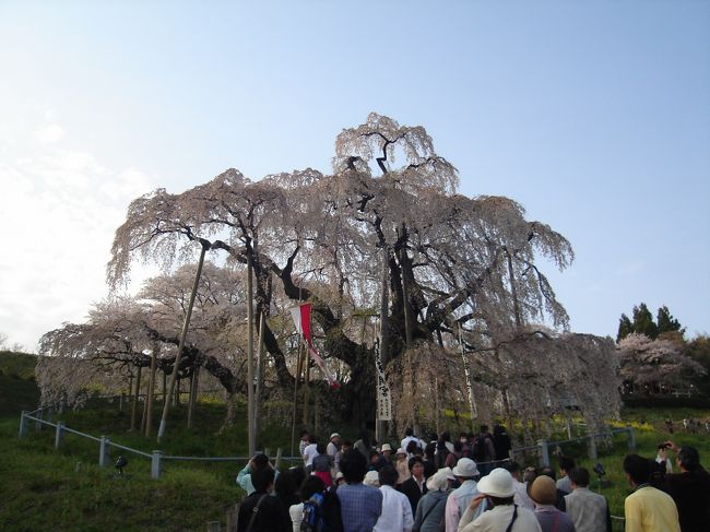 正面から。<br />推定1000以上というだけあって、貫禄というか神様が宿っている様に見えます。<br /><br />
