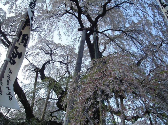 よく見ると、下の方は葉が出てきています。