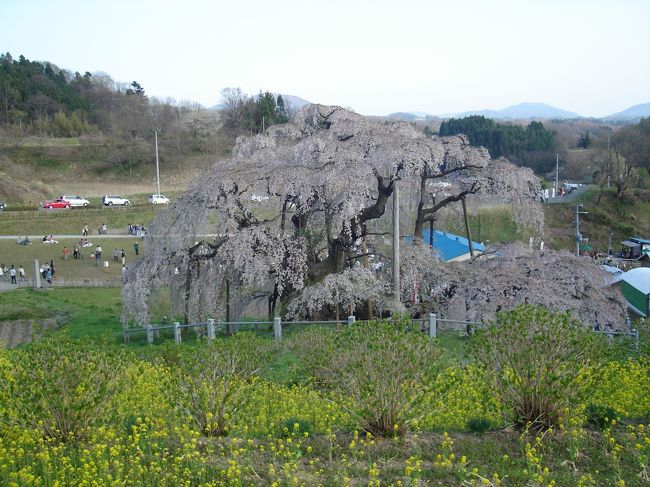 後ろから見た滝桜。<br />菜の花の黄色が映えてキレイです。