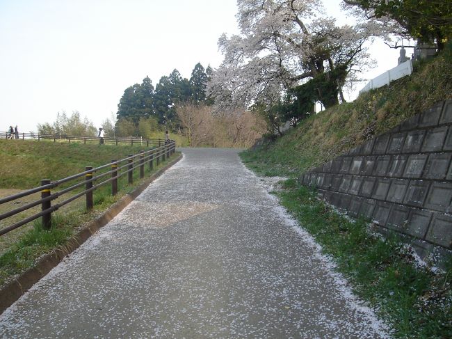桜のじゅうたん。<br />今年も桜は終わりですね。<br />来年はどこへ行こう･･･。