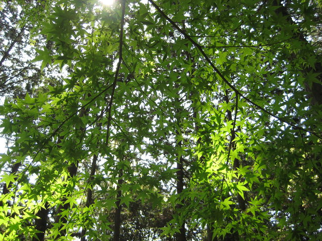 木々の間から射し込む陽射しがとても気持ちよく綺麗なので写しました。