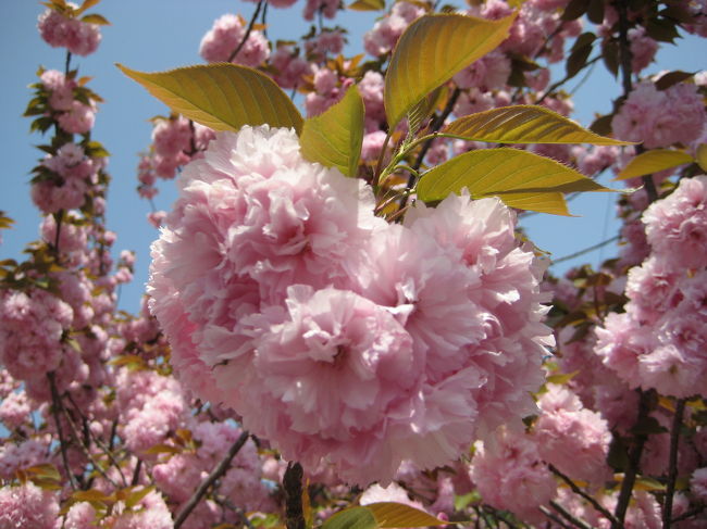 続きまして、薬師寺へ・・・<br />とてくてく歩く途中で綺麗な八重桜を見かけて撮影会となりました。