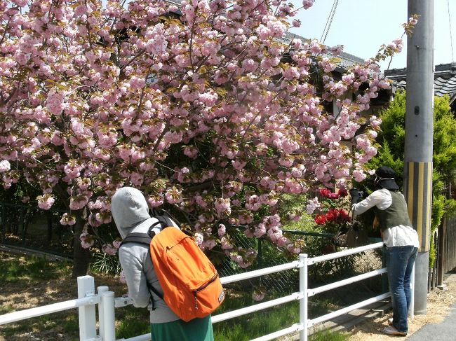 この八重桜の横の民家の玄関に咲いてる牡丹の花も綺麗だったから写しちゃいました。
