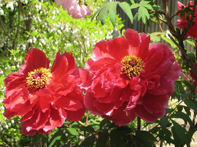 それがこの牡丹の花・・・。綺麗でしょ。