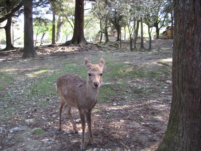 奈良公園名物・・・・鹿ちゃん<br /><br />可愛い小鹿がうやうやいました。<br />やはり子供は動物も人間も可愛い！
