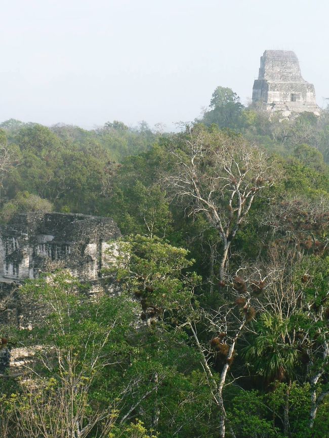 中南米の旅 思い出のアルバム グアテマラのティカル遺跡 ティカル遺跡周辺 グアテマラ の旅行記 ブログ By さすらいおじさんさん フォートラベル 中南米の旅 思い出のアルバム グアテマラのティカル遺跡 ティカル遺跡周辺 グアテマラ の旅行記 ブログ By さすらいおじさんさん フォートラベル