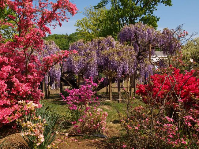 藤とツツジのコンビネーション
